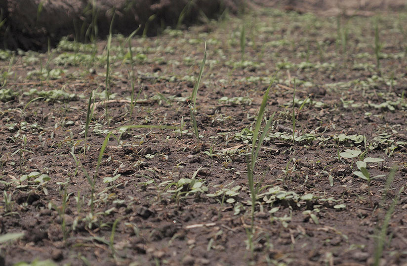 L'agriculture de conservation améliore la santé des sols