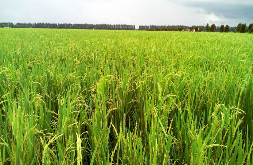 Madagascar opte pour le riz hybride à haut rendement
