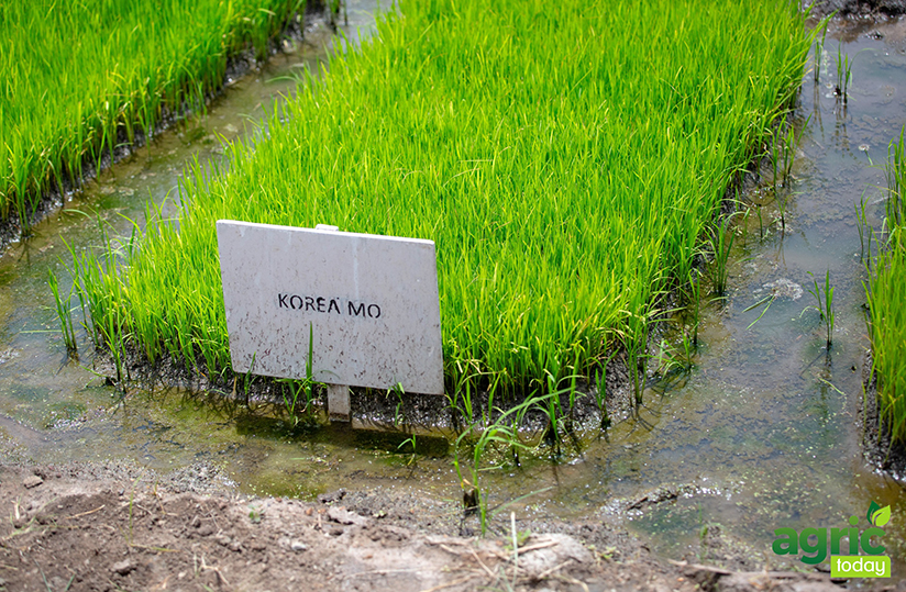 Le Ghana se lance dans la production des semences de riz