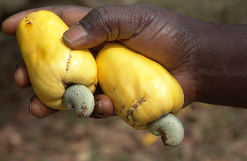 Noix de cajou : producteurs lésés appellent au juste prix