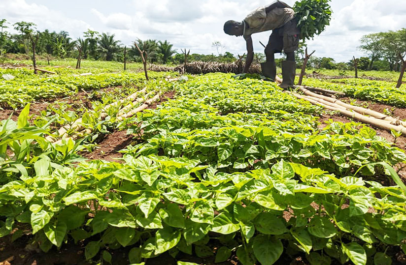 Une nouvelle campagne agricole se prépare au Burkina Faso