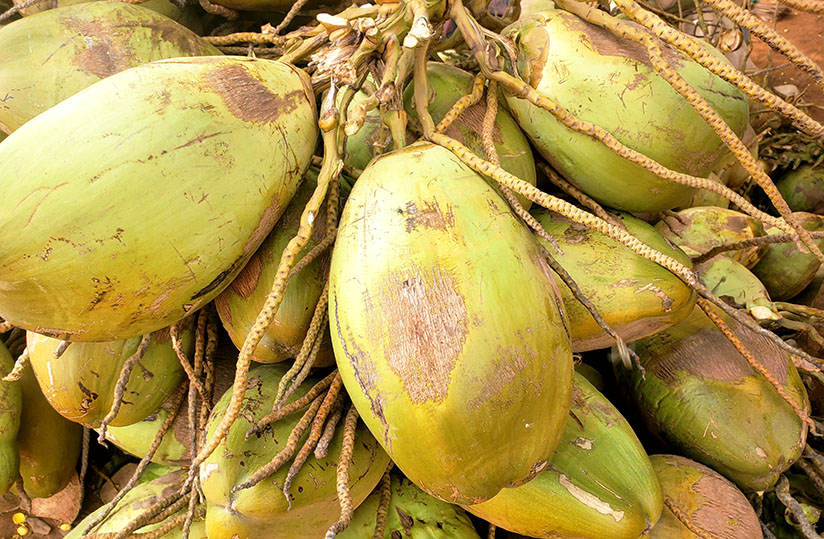 Prix De La Noix De Coco