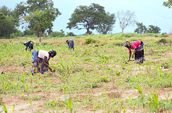Les femmes en plein sarclage dans un champ ©agridigitale.tg