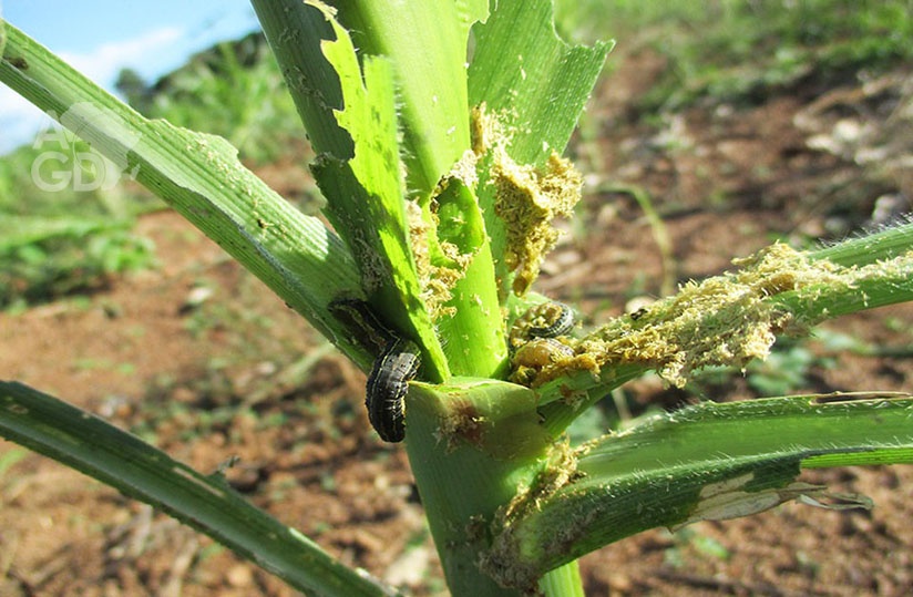 Efficiency of integrated control of the fall armyworm