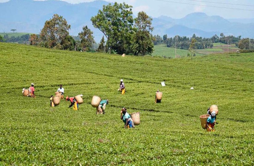 Nairobi plans e-platform to export agricultural products to China