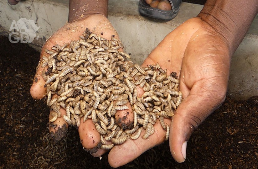 Elevage Insect L’élevage d’insectes, source de création d’emplois